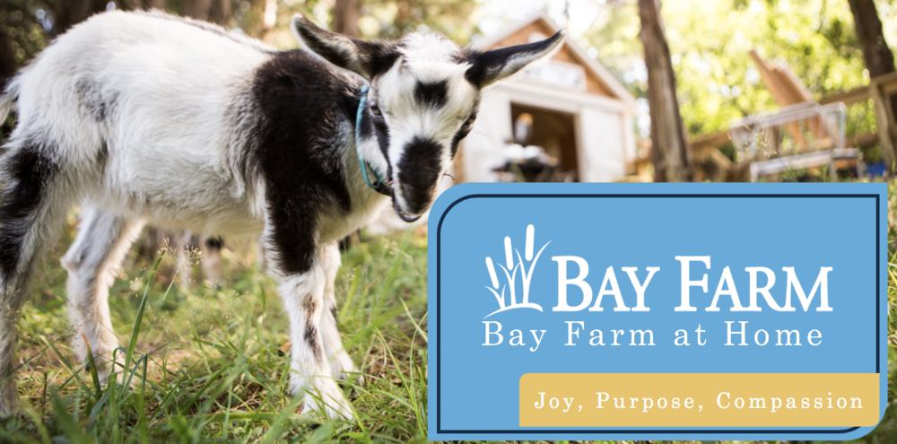 Bay Farm at Home 