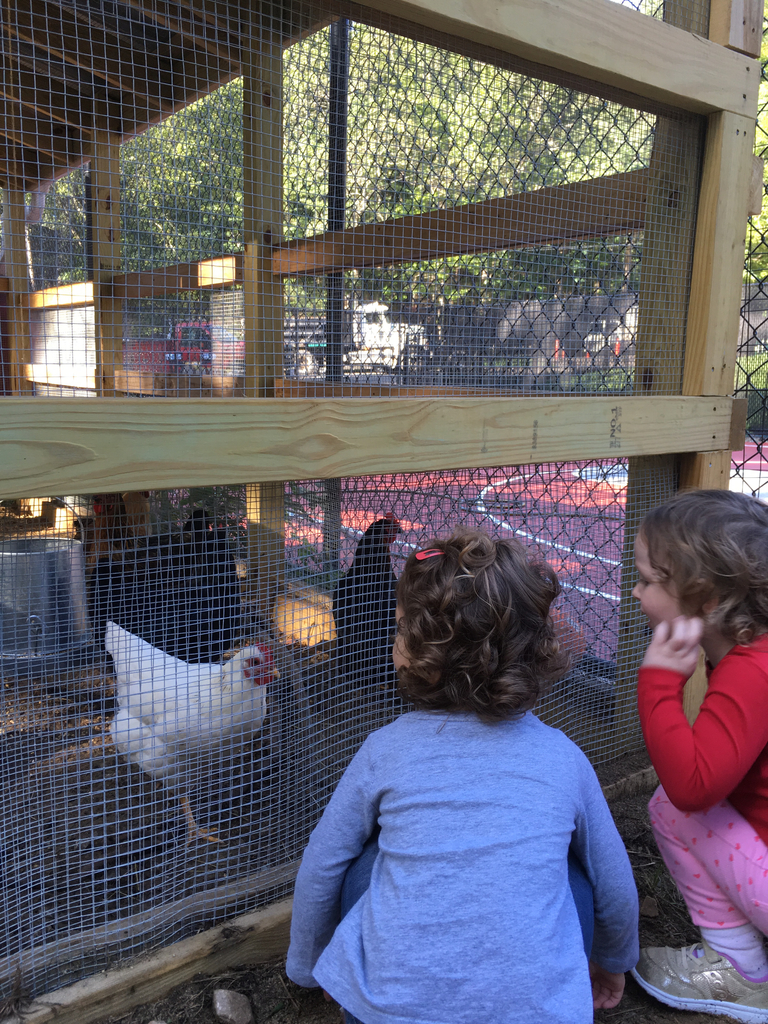 Chickens at Bay Farm